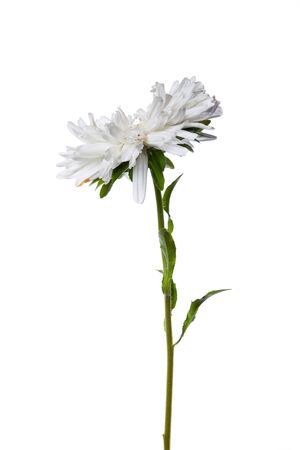 white chinese aster isolated on white backgroundの写真素材