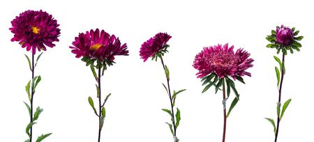 Set of five purple chinese aster isolated on white backgroundの写真素材