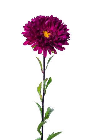 purple chinese aster isolated on white backgroundの写真素材