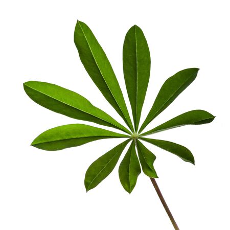 lupine leaf isolated on a white backgroundの写真素材