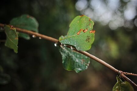Beautiful ackground with a branch after the rain, selective focus.