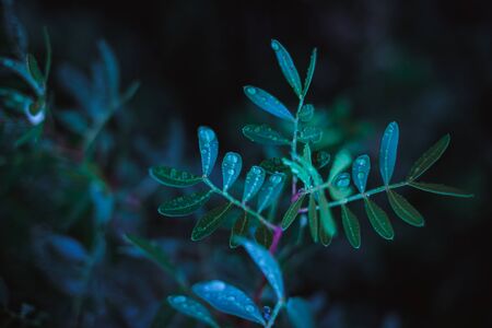 Beautiful night background with a lush branch after the rain, place for textの写真素材