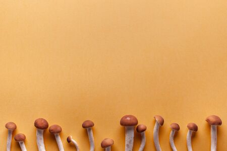 Cute little honey mushrooms grow from the edge of the background. Place for textの写真素材