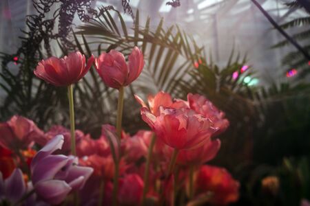 a group of pink tulips in the greenhouse, sunny highlight, tinted photo.