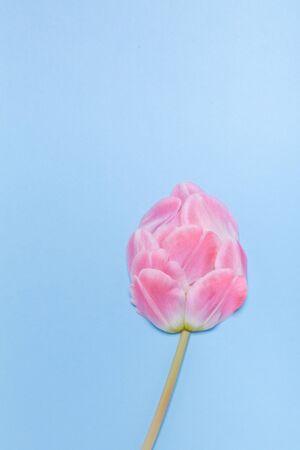 spring concept bud of tulip petals on a blue background. place for your text.