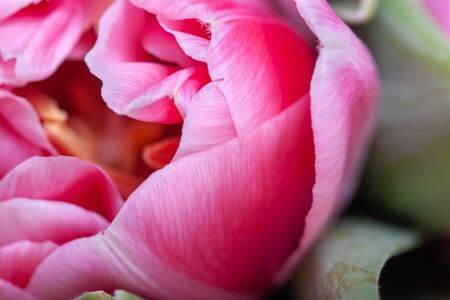 Pink beautiful tulip with many petals close-up.の写真素材