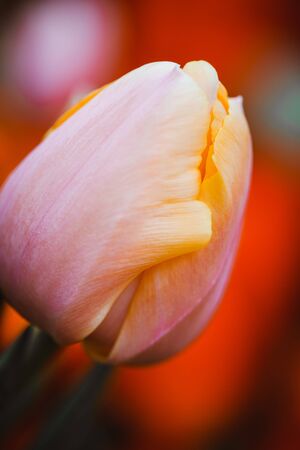 Beautiful orange pink tulip bud close up.の写真素材