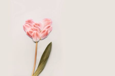 Spring concept heart of tulip petals on a beige background. Tinting color, place for your text.の写真素材