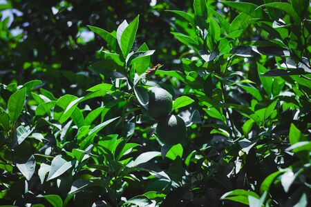 Green lemon hanging on a branch. Sunny day in the orchard