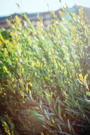 Beautiful natural green background. Sunny and windy day, soft focus