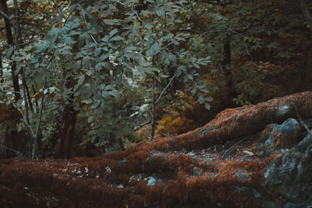 Mossy fallen tree in gloomy deciduous forest.