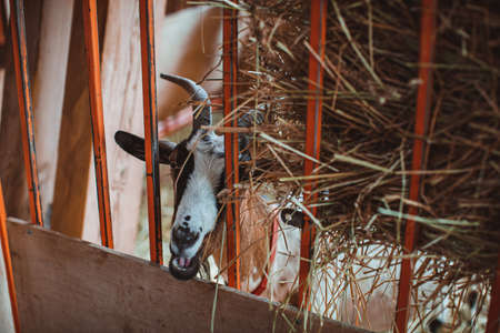 A motley horned goat looks through the grate of the pen. Keeping animals on the farm. Contact zoo.の写真素材