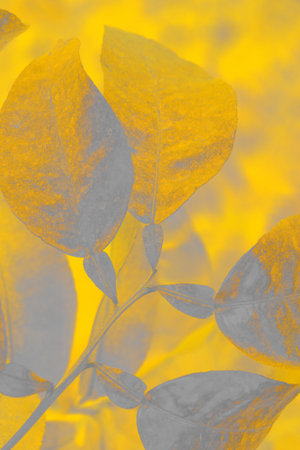 Abstract bright natural background. Surreal leaves of tropical plantsの写真素材