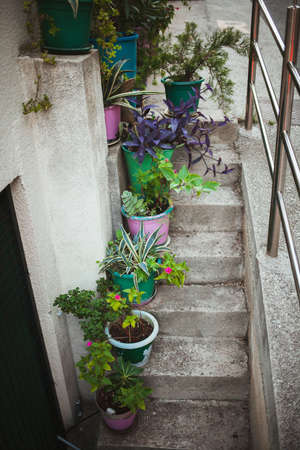 Backyard of a villa in Croatia. Flower pots stand on the steps.の写真素材
