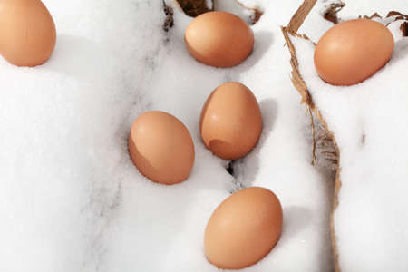 Chicken eggs in the snow. A modern composition about village life. Easter themeの写真素材