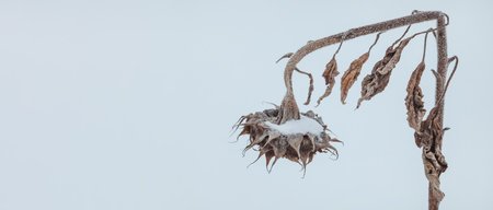 Dried sunflower outdoors under the snow. Beautiful winter bannerの写真素材