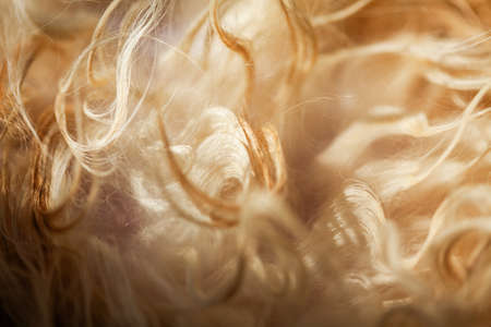 Close up texture of long cat hairの写真素材