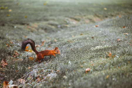 Red squirrel running in the city parkの写真素材