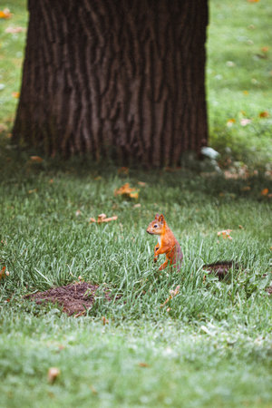 Red squirrel standing in the city parkの写真素材
