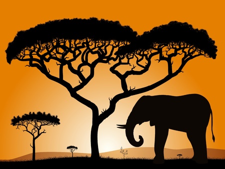 Savannah - elephant. Dawn in the African savanna. Silhouettes of trees and elephant against the backdrop of an orange sky.  のイラスト素材
