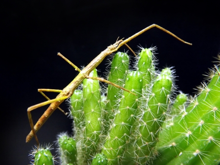 Stick Insects  Anamsky living stick on a cactus  Insect on the plant   の写真素材