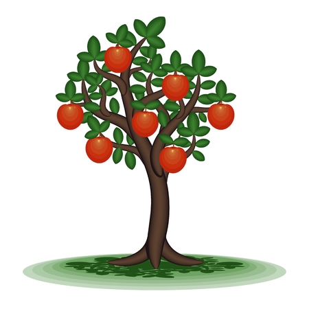 Persimmon   Decorative tree with orange fruit  Vector illustration のイラスト素材