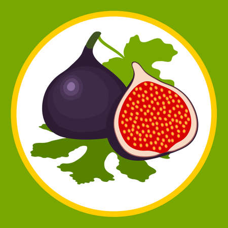 Drawn stylized fig fruits on a branch with leaves. Vector illustration.のイラスト素材