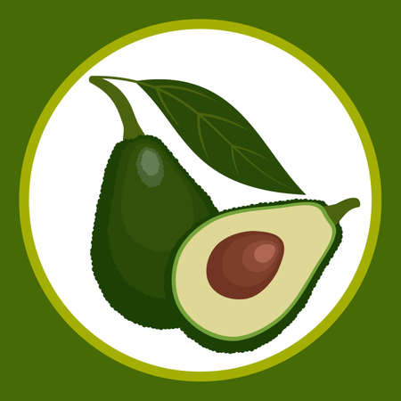 Drawn stylized whole and cut avocado fruit. Vector illustration.のイラスト素材