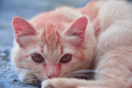 Cute Ginger Cat Sleepingの写真素材