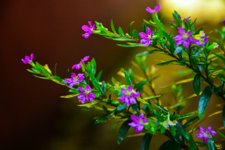 Beautiful Small Flower Plant Blooming Captured with Macro Style Photographyの写真素材