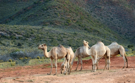 Five camels relax towards the end of the day 