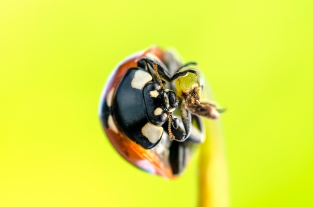 Spring green plants and lucky ladybug macro