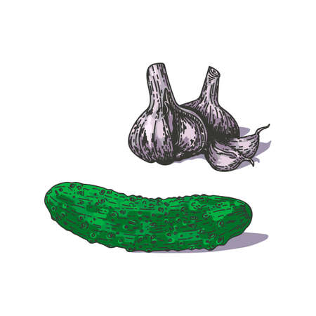 Vector illustration of a cucumber with garlic, drawn by hand.のイラスト素材