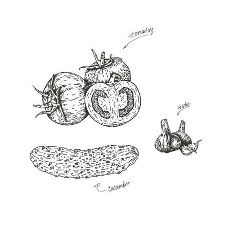 Vector illustration of tomatoes and cucumber with garlic, drawn by hand. Isolate the tomatoes and cut in half with the garlic. Vegetable engraving illustration style. Detailed sketch of vegetarian food. Products on the agricultural market.のイラスト素材