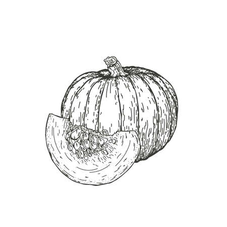 Vector illustration of a pumpkin drawn by hand. Isolate the pumpkin and cut it in half. Plant engraving illustrative style. Detailed sketch of vegetarian food. Products on the agricultural market. Suitable for illustrating menus and food blogs. Vector illustrationのイラスト素材