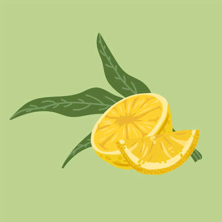 Illustrations of citrus fruits with leaves. Vector juicy lemon for the summer restaurant menu. Vector illustrationのイラスト素材