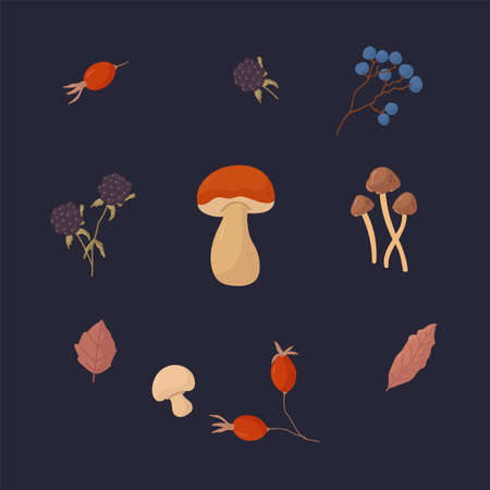 Set with wild mushrooms, berries and plants. Autumn selection of natural ingredients on a dark background. Organic natural edible mushrooms and berries for design. Vector illustrationのイラスト素材