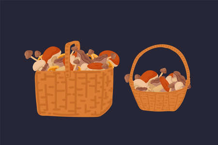 A set of baskets with wild mushrooms. Mushrooms in wicker Baskets a collection of edible mushrooms on a dark background. Beautiful natural organic products for design. Vector illustrationのイラスト素材