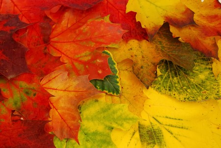 Background with colored fall leaves 