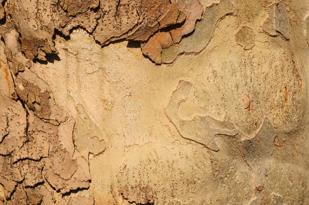 Close up of the wooden texture background