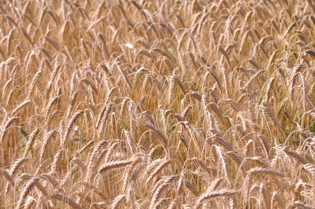 Background of the ripe barley in cultivate fieldの写真素材