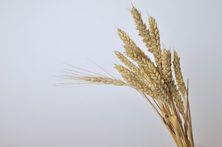 Close up of ripe corn on a white backgroundの写真素材