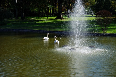 Two white swans on the lake in the city parkの写真素材