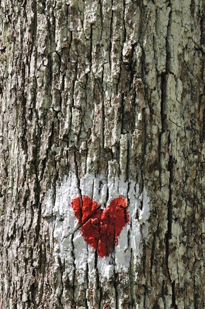Love heart painted on the bark of a treeの写真素材