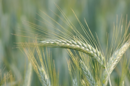 Morning light on the cultivate cereal in fieldの写真素材