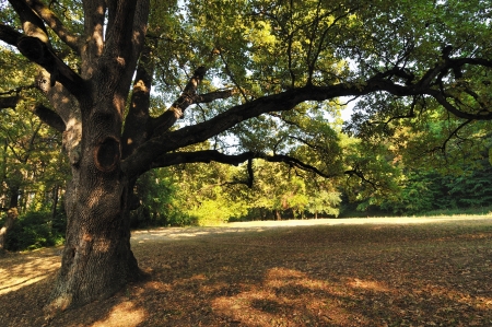 Big Oak Tree in Early Autumn Park. Stock Photoの写真素材