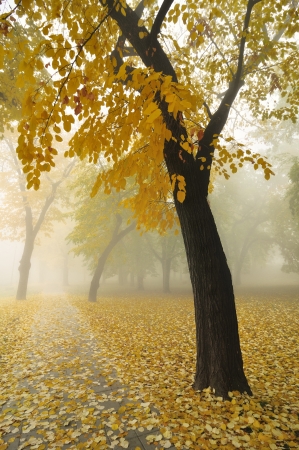 Autumn Morning Fog in Park with Yellow Maple Treeの写真素材