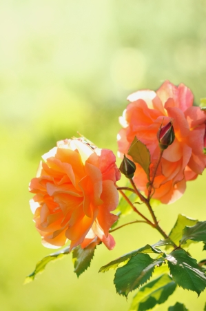 Roses in Garden with Green Blurred Backgroundの写真素材