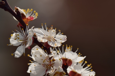 Cherry blossom with copy space. Close upの写真素材