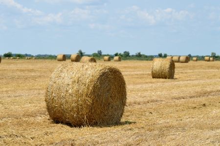 Hay bales on a summer stubble field after harvestの写真素材